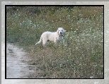 Bia�y, Owczarek w�gierski Kuvasz