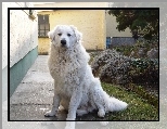 Owczarek w�gierski Kuvasz